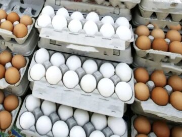 افزایش دوباره قیمت تخم‌مرغ؛ پشت پرده جهش جدید چیست و چرا تولیدکنندگان هشدار می‌دهند؟افزایش دوباره قیمت تخم‌مرغ؛ دلایل جهش جدید و هشدار تولیدکنندگان